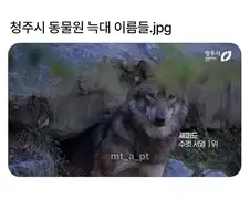 청주시 동물원 늑대들 이름...