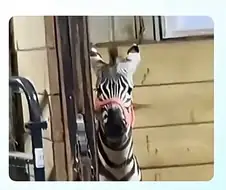 전신 문신 처음 본 반응