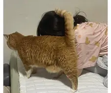 고양이의 어깨동무