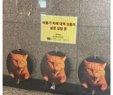 비둘기 : 지1랄 한다 ㅋㅋㅋㅋㅋㅋ