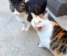 삼색 고양이: 죽인다냥!