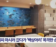 상어가 있으면 커피집이 흥한다고?!!