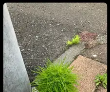 전봇대 틈새에서 자란 작은 식물