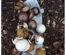 일본에서 수류탄 긴빠이 한 밀덕