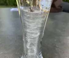 맥주잔에 갇힌 거미의 최후..jpg