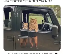 뭔가 이상한 고양이 사진.jpg