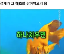 성게잡이 해녀와 공생하는 물고기들 jpg.