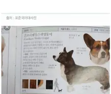 웰시코기 한국어 명칭