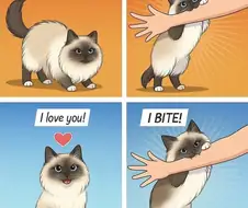 고양이가 무는 이유