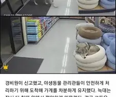 앞으로 잘 팔릴 애완용품입니다.