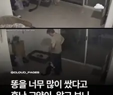 똥 많이 싼다고 혼난 고양이.jpg
