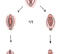 임신중 성별이 결정되는 시기