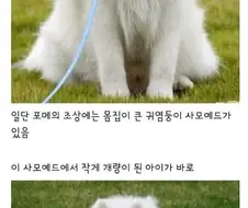 포메가 대범한 성격에 대형견들에게 잘 덤비는 이유.
