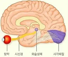 간이식, 신장이식, 심장이식은 있어도 눈이식은 없는 이유...eu