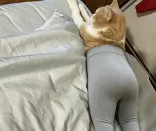 요가팬츠 고양이