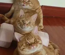 노랭이 3형제...