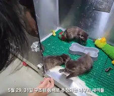 아 야생동물구조 영상보는데 존나귀엽네