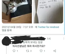 고양이가 병원에 다녀온 이유