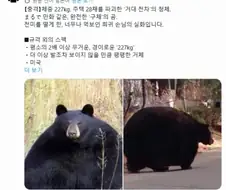 이게 곰이야 공이야