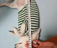 안녕하세요 개집 살려고 하는데요