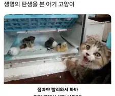 생명의 탄생을 본 아기 고양이