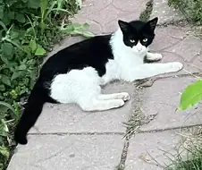 동네 고양이 찍음