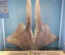 상어 하면 역시
