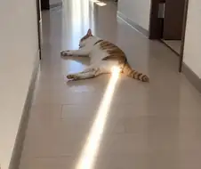 고양이 x꼬빔...
