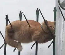 주군을 위해 온몸에 창과 화살을 맞은 고양이