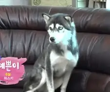 방송에는 차마 내보낼수 없었던 동물농장 에피소드 jpg.