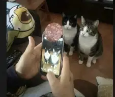 고양이 사진 잘 찍는 법