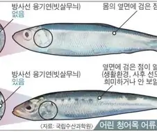 60~70년대까지만 해도 한국인들에게는 주식이었던 생선