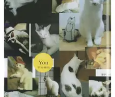 이토 준지가 더 이상 고양이 만화를 그리지 않는 이유