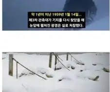 남극에 15마리 개를 버리고 간 일본