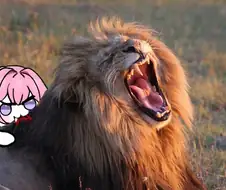 ?? : 도로롱은 강해!