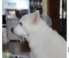 개한테 사과한 사람 jpg.