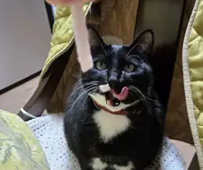 우리집 늘씬한 강아지