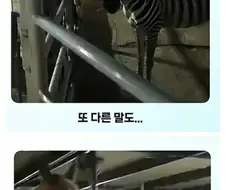 얼룩말 처음 본 말 반응