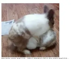 어떤 사람이 키우는 토끼들이 새끼를 못 낳는 이유