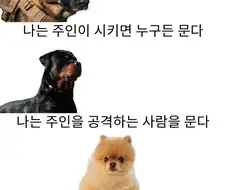 독일 셰퍼드, 로트와일러, 그리고 포메라니안의 차이점