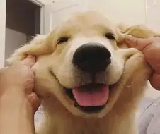 골든 리트리버 존나 웃기네 ㅋㅋㅋ