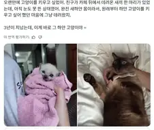 흰고양이를 키우고싶었던 집사.jpg