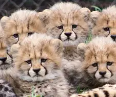 얼굴 줄무늬 덕분에 우울해보이는 어린 치타들