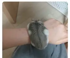 롤렉스 대신 착용할 수 있는 것.jpg