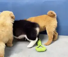 보는 사람 가슴이 아픈 잔혹한 개싸움의 모습입니다...