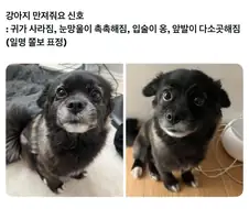강아지 만져줘요 신호
