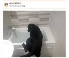 검은 챱츄 목욕시키는법