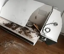 도마뱀 분양글을 올린 중학생.jpg