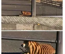 멀리서 보면 탈출한 호랑이