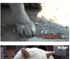 친구가 죽자 밥을 먹지않는 개
